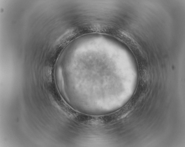 X0000088830696200707051422