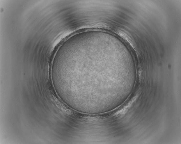 X0000088830781200707051421