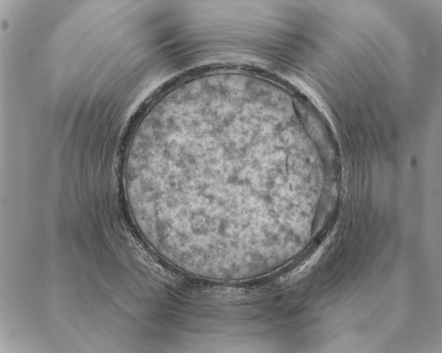 X0000088830783200707051421