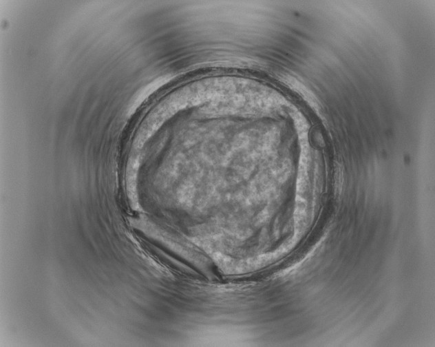 X0000088830829200707051420