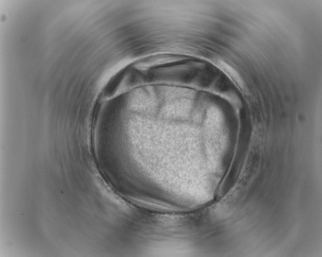 X0000088830854200707051420