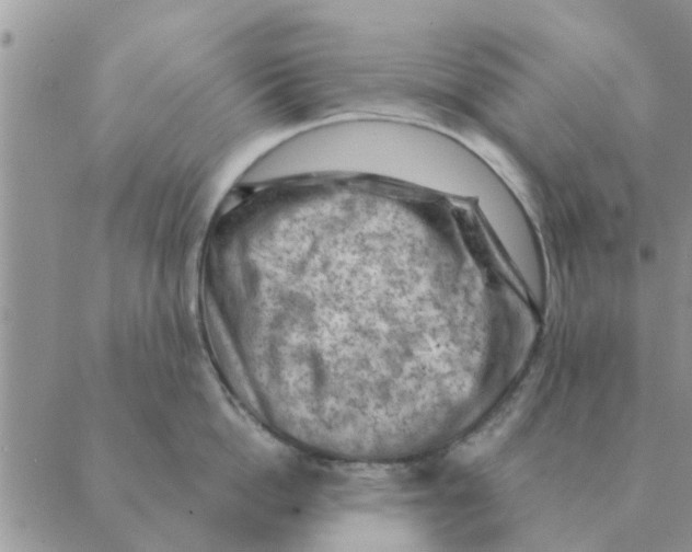 X0000088830862200707051420