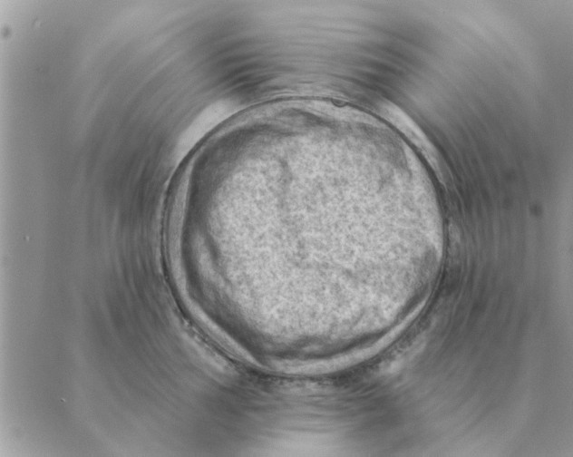 X0000088831002200707051417