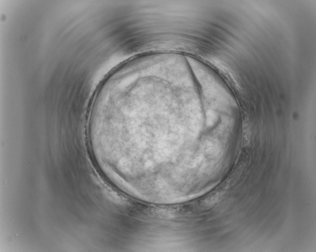 X0000088831086200707051416