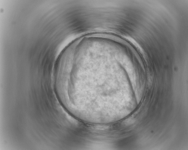 X0000088831294200707051413