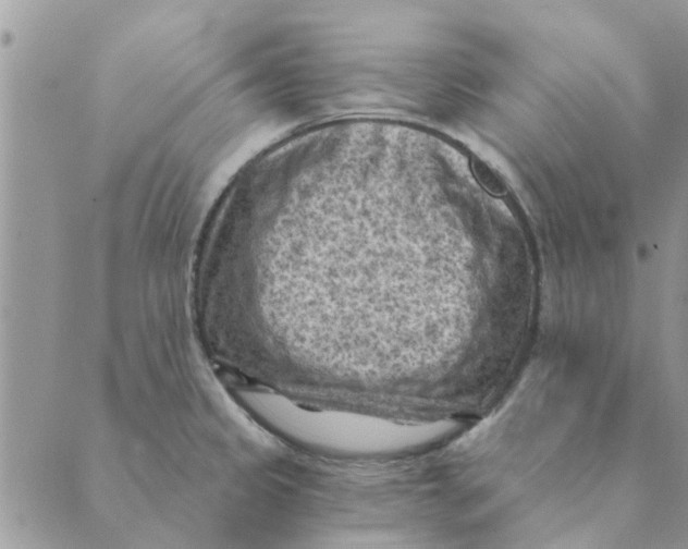 X0000088831333200707051412