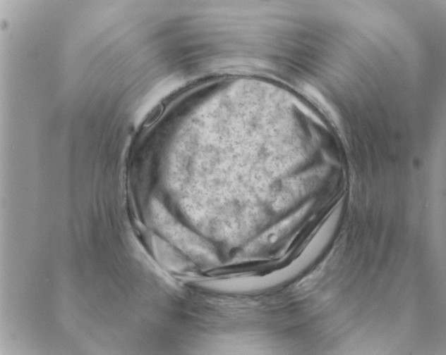 X0000088831384200707051411