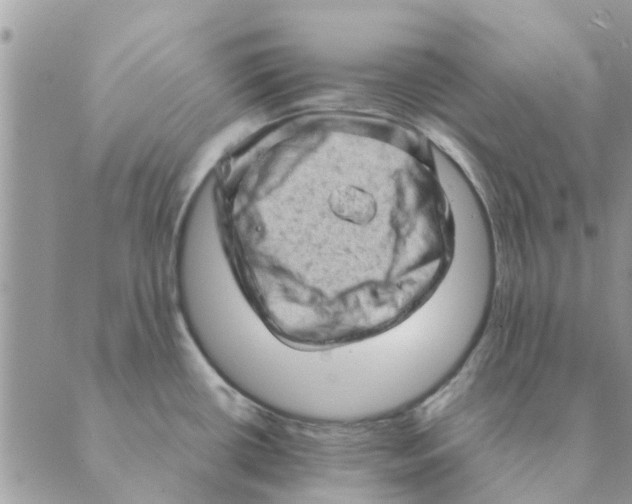 X0000088831434200707051411