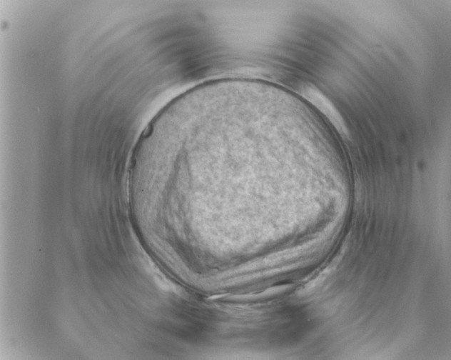 X0000088831436200707051411