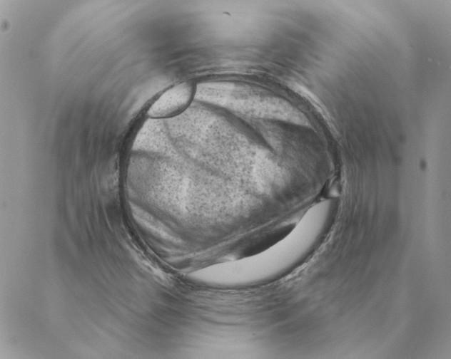 X0000088831450200707051410