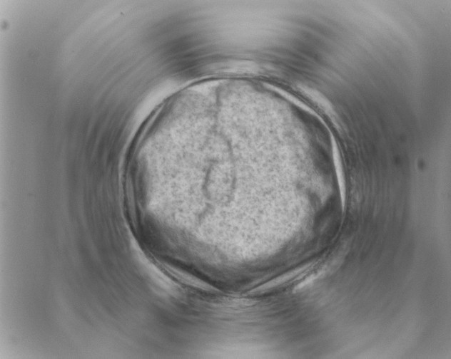 X0000088831475200707051410