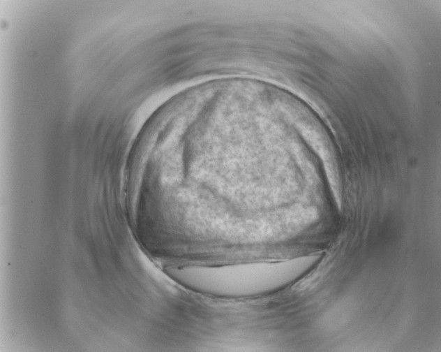 X0000088831535200707051409