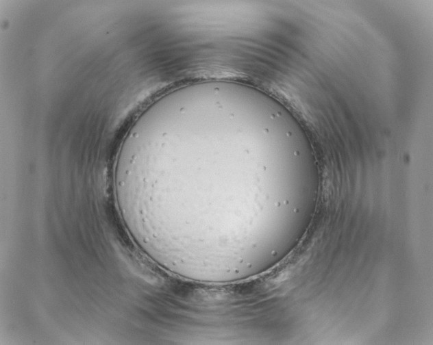 X0000088840351200706071156