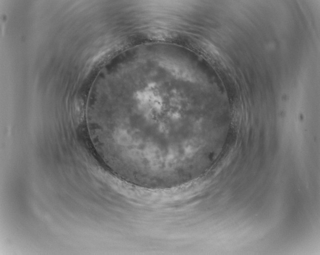 X0000088840043200706071431