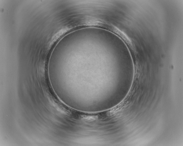 X0000088840155200706071429