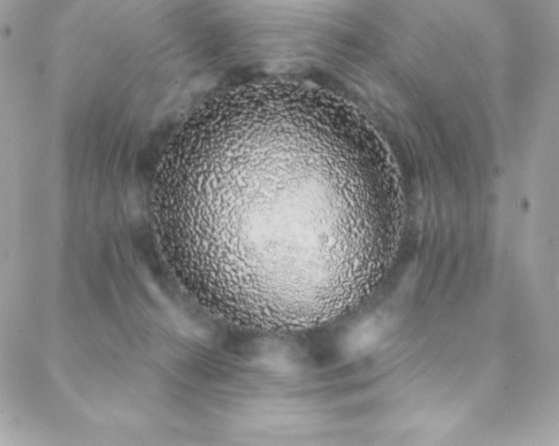 X0000088840272200706071427