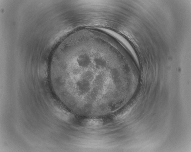 X0000088840303200706071427