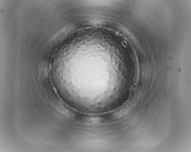 X0000088840313200706071426