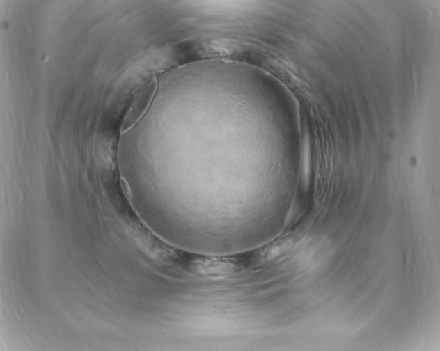 X0000088840331200706071426