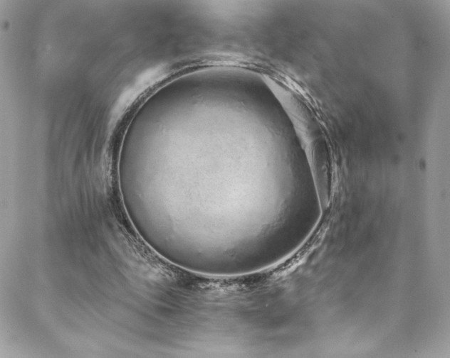 X0000088840343200706071425