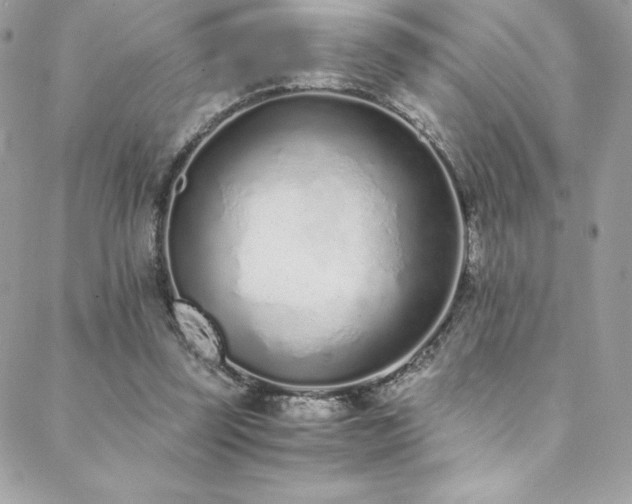 X0000088840347200706071425