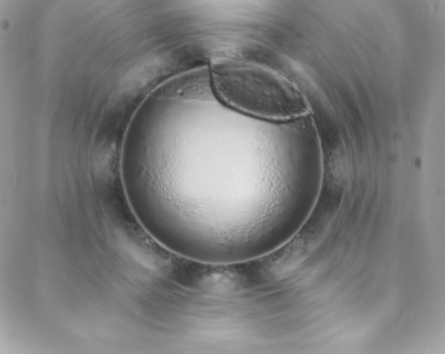 X0000088840364200706071426