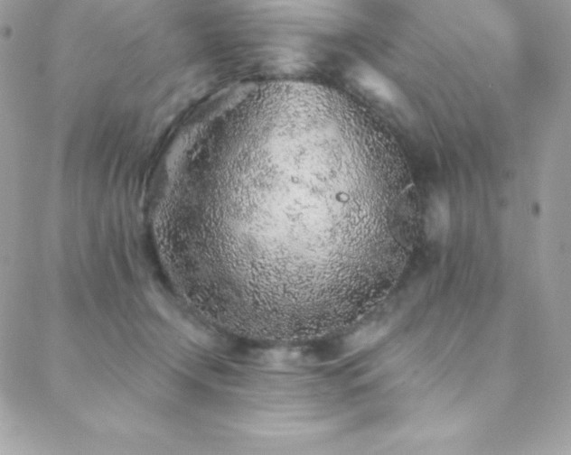 X0000088840366200706071426