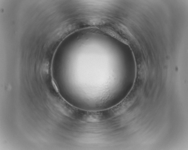 X0000088840368200706071426