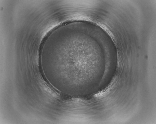 X0000088840391200706071425