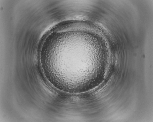 X0000088840392200706071425