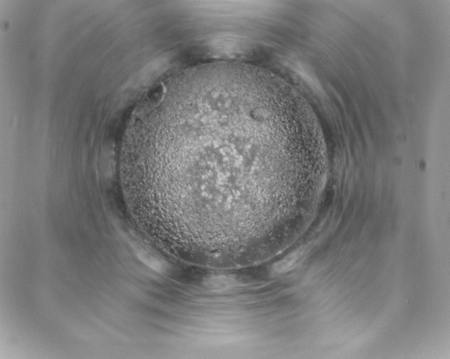 X0000088840413200706071425