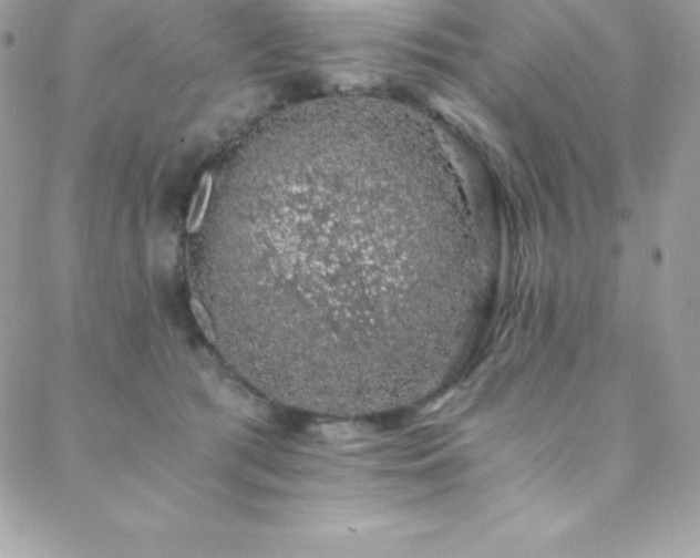 X0000088840417200706071425