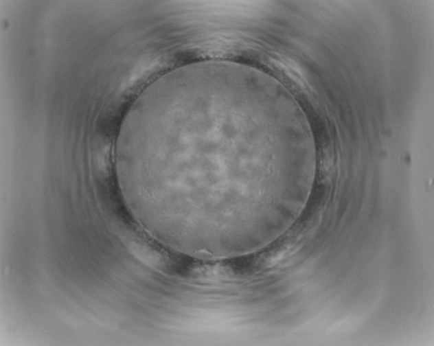 X0000088840503200706071423