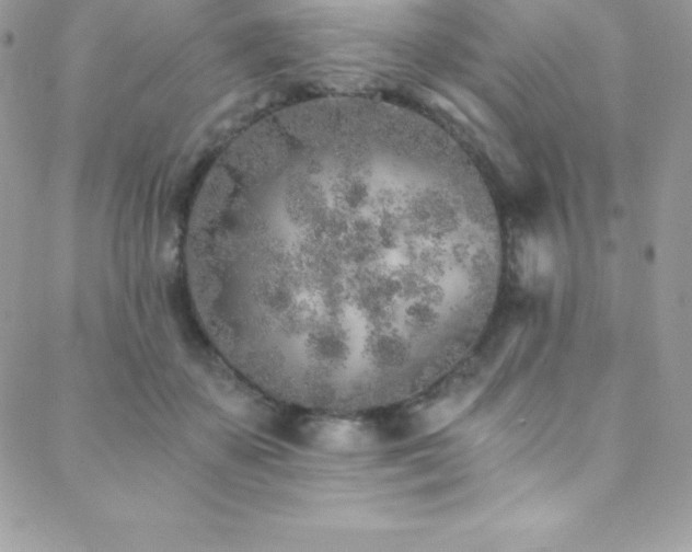 X0000088840507200706071423