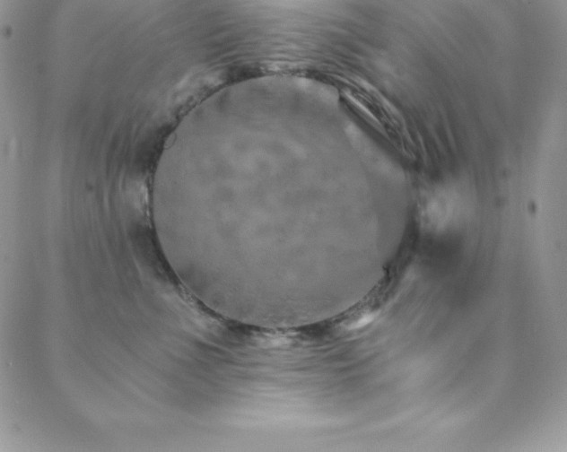 X0000088840523200706071423