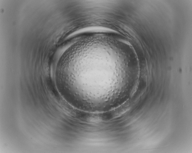 X0000088840604200706071422