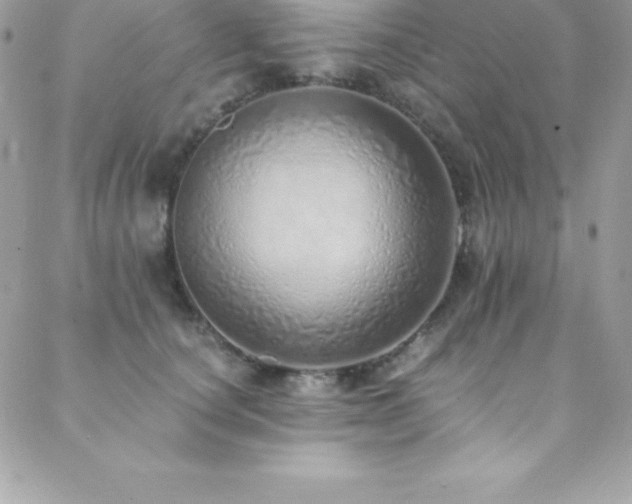 X0000088840660200706071421