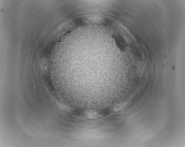 X0000088840701200706071420