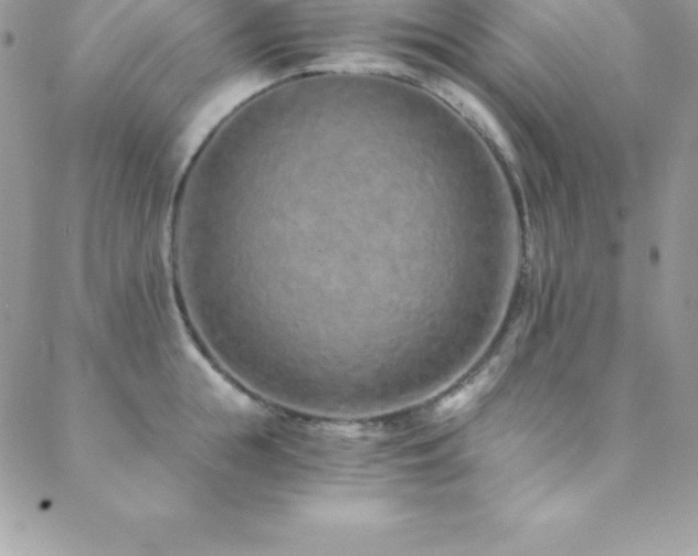 X0000088840855200706071418