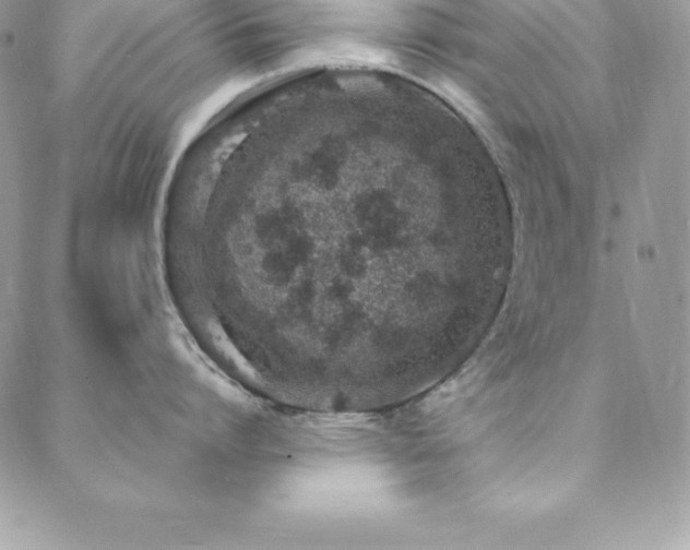 X0000088840864200706071418