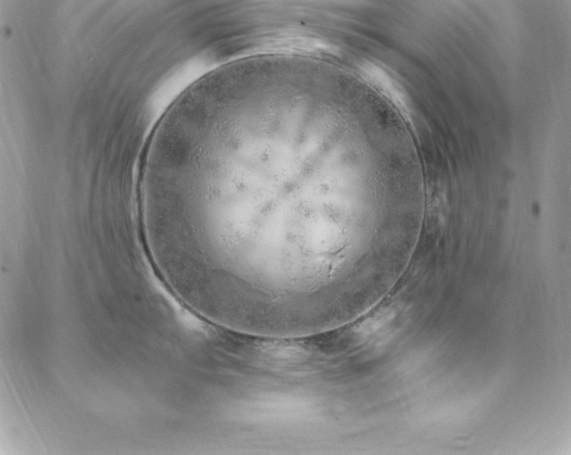 X0000088841103200706071414