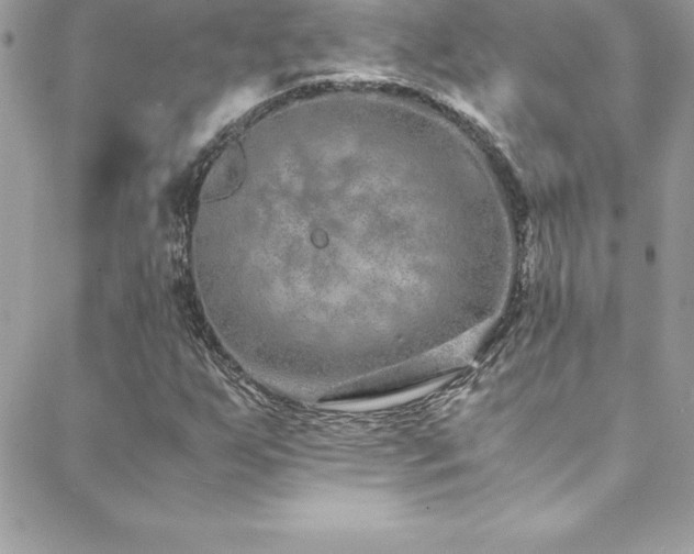 X0000088841255200706071411