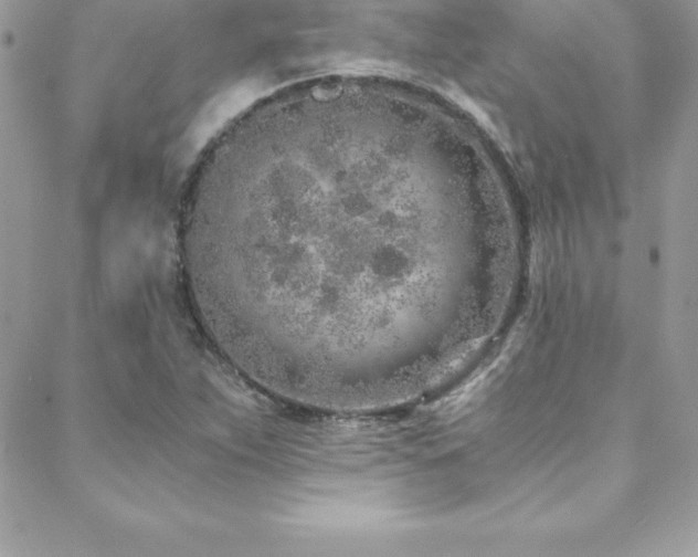 X0000088841263200706071411