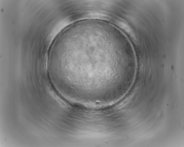 X0000088841275200706071411