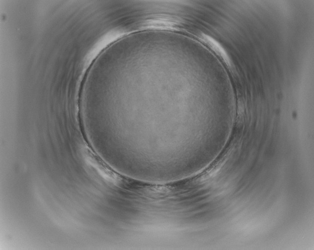 X0000088841435200706071409