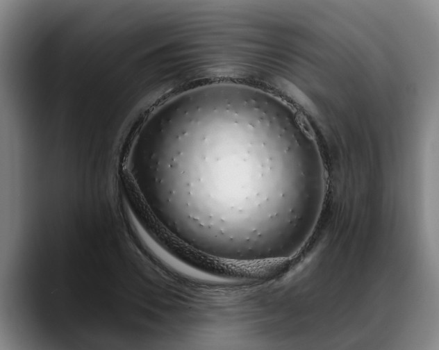 X0000088840930200706141536