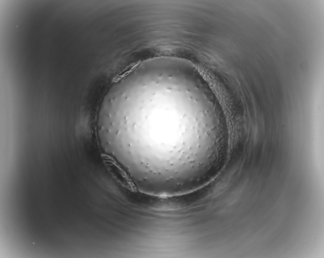 X0000088840562200706211835