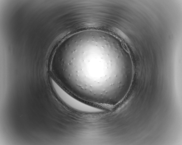 X0000088840930200706211830