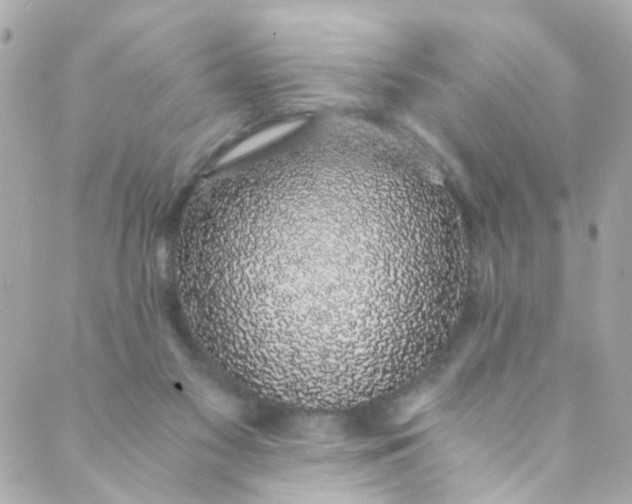 X0000088840117200706281831