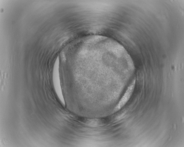 X0000088840127200706281831